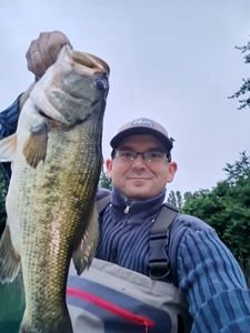 Largemouth Bass