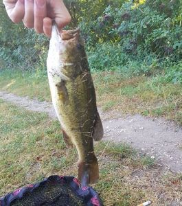 Largemouth Bass