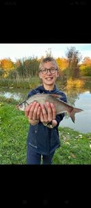 Common Bream
