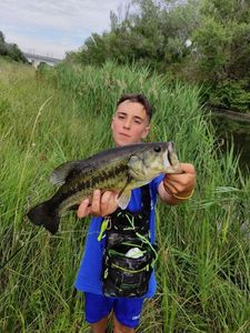 Largemouth Bass