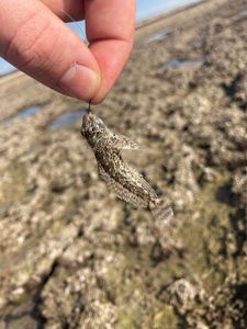 Ringneck Blenny