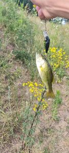 Smallmouth Bass