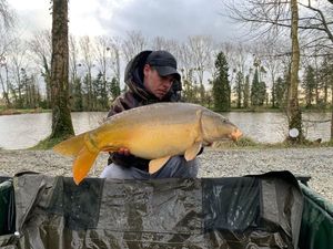 Mirror Carp