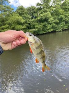 European Perch