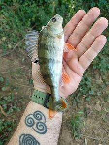 European Perch