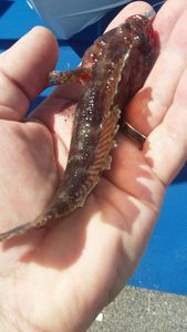 Giant Goby