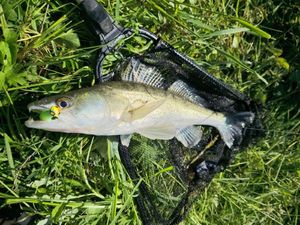Zander