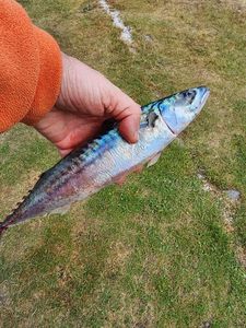 Mackerel