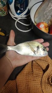 Gilthead Seabream