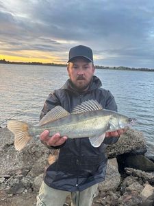 Zander