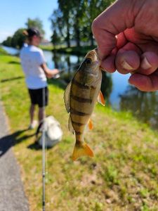 European Perch