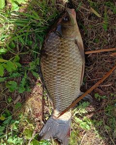 Crucian Carp