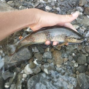 Brown Trout