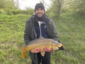 Common Carp