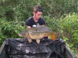 Common Carp