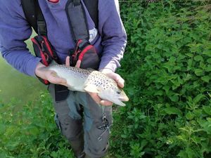 Brown Trout