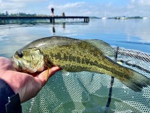 Largemouth Bass