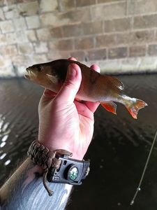European Perch