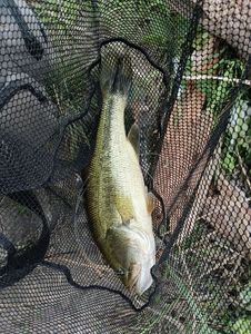 Largemouth Bass