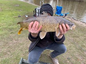 Silver Carp