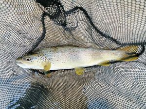 Brown Trout