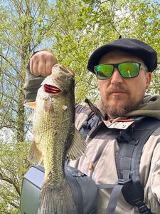 Largemouth Bass