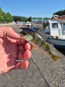 European Perch