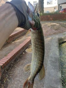 Northern Pike