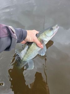 Zander