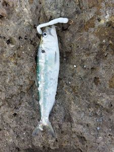 European Pilchard