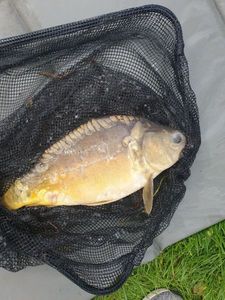 Mirror Carp