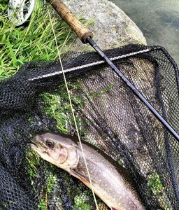 Brook Trout