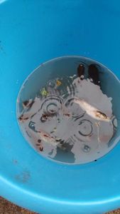 Black Bullhead