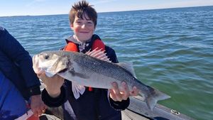 European Bass (Seabass)