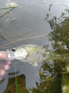 Largemouth Bass