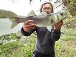 European Bass (Seabass)