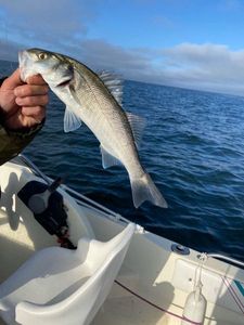 European Bass (Seabass)