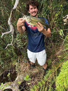 Largemouth Bass