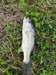 Smallmouth Bass