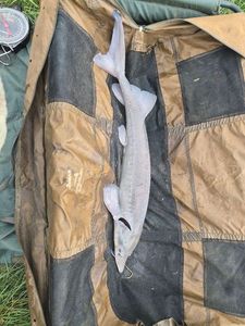 Sturgeon