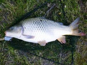 Common Carp