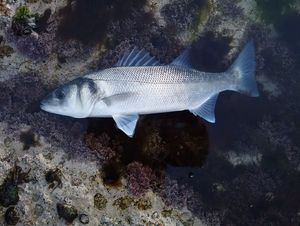 European Bass (Seabass)