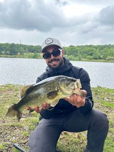 Largemouth Bass