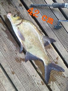 Common Bream