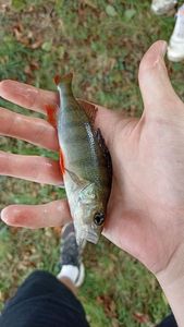 European Perch