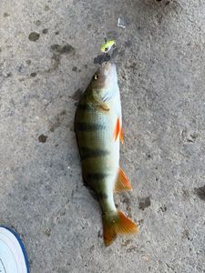 European Perch