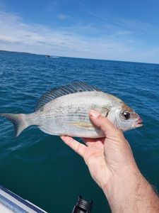 Black Seabream