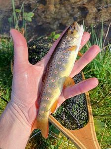 Brown Trout