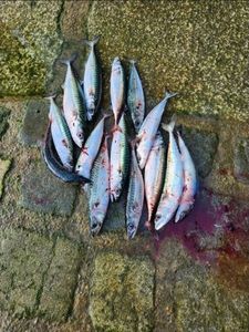 King Mackerel