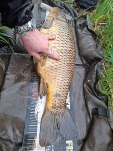 Common Carp